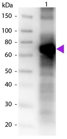 Western Blot of Biotin Conjugated Goat Anti-Fluorescein Antibody.