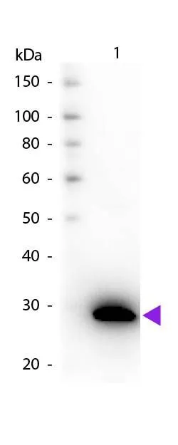 Western blot of Biotin Goat Anti-GFP antibody. Lane 1: GFP. Load: 50 ng per lane.