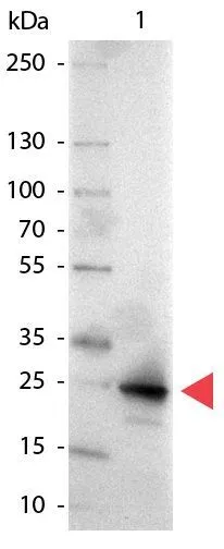 Western Blot of Alkaline Phosphatase conjugated Goat anti-GFP antibody (GTX26661).