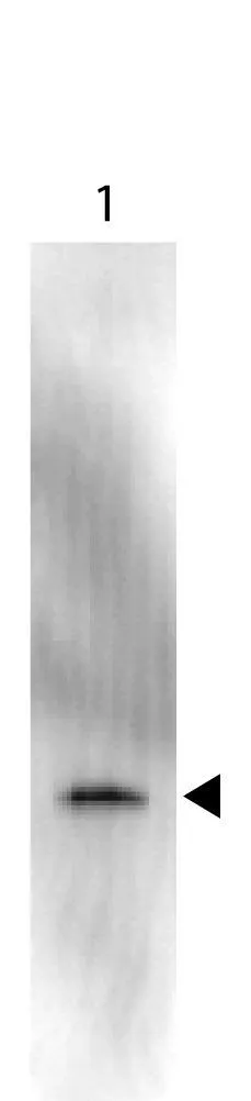 Western Blot of Anti-GFP Antibody Peroxidase Conjugate (GTX26663). Lane 1: 50ng of GFP. Primary antibody: none. Secondary antibody: Anti-GFP Antibody Peroxidase Conjugate secondary antibody was used at 1:1000 for 45 min at RT. Block: 1% BSA-TTBS 30 min at 20oC. Predicted/Observed size: 28 kDa for GFP. Other band(s): none. Western Blot of Anti-GFP Antibody Peroxidase Conjugate (GTX26663). Lane 1: 50ng of GFP. Primary antibody: none. Secondary antibody: Anti-GFP Antibody Peroxidase Conjugate secondary antibody was used at 1:1000 for 45 min at RT. Block: 1% BSA-TTBS 30 min at 20oC. Predicted/Observed size: 28 kDa for GFP. Other band(s): none.