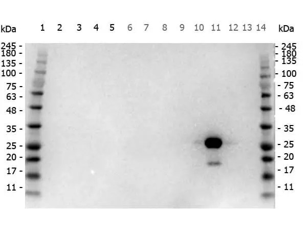 WB analysis of various samples using GTX26663 GFP antibody (HRP). Lane 1 and 14 : Protein ladder Lane 2 : 293T whole cell lysate Lane 3 : HeLa whole cell lysate Lane 4 : CHO-K1 whole cell lysate Lane 5 : C2C12 whole cell lysate Lane 6 : NIH-3T3 whole cell lysate Lane 7 : Mouse embryonic fibroblast lysate Lane 8 : HCP Lane 9 : MBP Lane 10 : RFP Lane 11 : GFP Lane 12 : GST Lane 13 : MBP Dilution : 1:1000