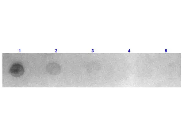 Dot blot analysis of mouse IgG using GTX26670 Goat Anti-Mouse IgG antibody, Fab fragment (Rhodamine). Lane 1 : 100 ng Lane 2 : 33.3 ng Lane 3 : 11.1 ng Lane 4 : 3.7 ng Lane 5 : 1.23 ng Dilution : 1 microg/mL Dot blot analysis of mouse IgG using GTX26670 Goat Anti-Mouse IgG antibody, Fab fragment (Rhodamine). Lane 1 : 100 ng Lane 2 : 33.3 ng Lane 3 : 11.1 ng Lane 4 : 3.7 ng Lane 5 : 1.23 ng Dilution : 1 microg/mL