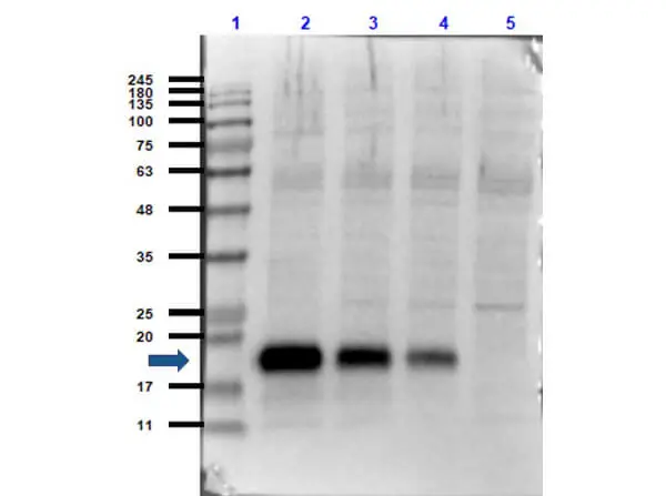 WB analysis of recombinant human IL-6 protein using GTX26672 IL6 antibody. Lane 1 : Protein ladder Lane 2 : 50 ng Lane 3 : 20 ng Lane 4 : 10 ng Lane 5 : Mock Dilution : 1:1000