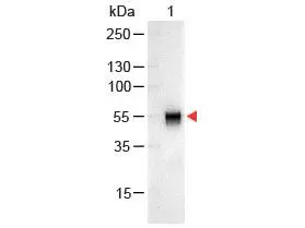 Western Blot of GTX26722 Sample: Rabbit IgG. Load: 100 ng per lane. Primary Antibody: None. Secondary antibody: GTX26722 at 1:1,000 for 60 min at RT. Predicted/Observed size: 55 and 28 kDa for Rabbit IgG
