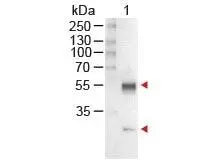 Western Blot of GTX26729Sample: Mouse IgG Load: 100 ng per lane Secondary antibody: GTX26729 at 1:1,000 for 60 min at RT.Predicted/Observed size: 55 and 28 kDa.