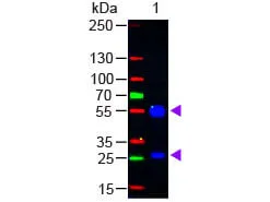WB analysis of goat IgG using GTX26737 Rabbit Anti-Goat IgG antibody (FITC). Loading : 50 ng Dilution : 1:1000 WB analysis of goat IgG using GTX26737 Rabbit Anti-Goat IgG antibody (FITC). Loading : 50 ng Dilution : 1:1000