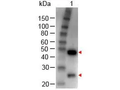 Western Blot of GTX26741 Sample: Goat IgG Load: 100 ng per lane Secondary antibody: GTX26741 at 1:1,000 for 60 min at RT.