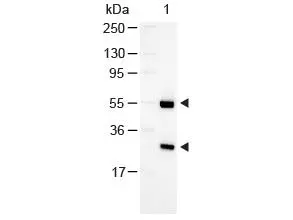 Western Blot of GTX26742 Sample: Goat IgG Load: 100 ng per lane Secondary antibody: GTX26742 at 1:1000 for 60 min at RT.Predicted/Observed size: 55 and 28 kDa.