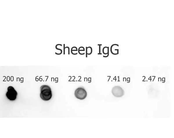 Dot blot analysis of sheep IgG using GTX26748 Rabbit Anti-Sheep IgG antibody (AP). Dot blot analysis of sheep IgG using GTX26748 Rabbit Anti-Sheep IgG antibody (AP).