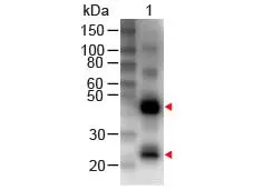 Western Blot of GTX26758 Sample: Human IgG Load: 50 ng per lane Primary antibody: GTX26758 at 1:1000 for 60 min RT Secondary antibody: HRP Conjugated Streptavidin at 1:40,000 for 30 min at RT.