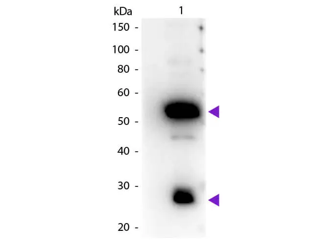 WB analysis of guinea pig IgG using GTX26771 Rabbit Anti-Guinea Pig IgG antibody (HRP). Loading : 50 ng Dilution : 1:1000 WB analysis of guinea pig IgG using GTX26771 Rabbit Anti-Guinea Pig IgG antibody (HRP). Loading : 50 ng Dilution : 1:1000