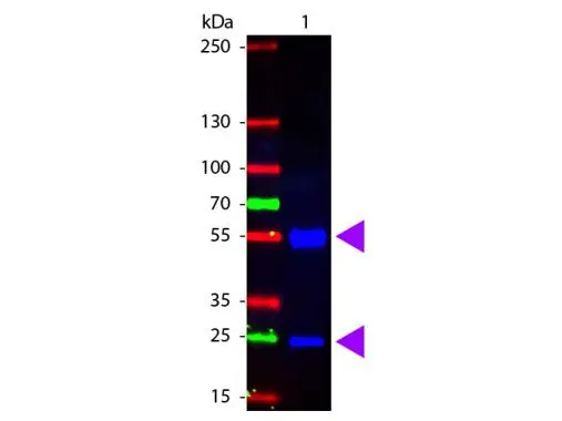 Western Blot of GTX26773Sample: Swine IgG. Load: 100 ng per lane. Primary antibody: none. Secondary antibody: GTX26773 at 1:1,000 for 60 min at RT. . Predicted/Observed size: 55 kDa,28 kDa for Swine IgG.