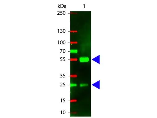 Western Blot of GTX26775 Sample: Swine IgG. Load: 100 ng per lane. Primary antibody: none. Secondary antibody: GTX26775 at 1:1,000 for 60 min at RT. Predicted/Observed size: 55 kDa,28 kDa for Swine IgG.