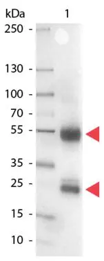 Western Blot of GTX26778 Sample: Swine IgG. Load: 100 ng per lane. Primary antibody: none. Secondary antibody: Alkaline Phosphatase swine secondary antibody at 1:1,000 for 60 min at RT. Predicted/Observed size: 55 kDa,28 kDa for Swine IgG.