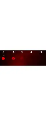 Dot blot analysis of mouse IgG using GTX26786 Goat Anti-Mouse IgG antibody (Rhodamine). Lane 1 : 50 ng Lane 2 : 16.67 ng Lane 3 : 5.56 ng Lane 4 : 1.85 ng Lane 5 : 0.62 ng Dilution : 1:1000 Dot blot analysis of mouse IgG using GTX26786 Goat Anti-Mouse IgG antibody (Rhodamine). Lane 1 : 50 ng Lane 2 : 16.67 ng Lane 3 : 5.56 ng Lane 4 : 1.85 ng Lane 5 : 0.62 ng Dilution : 1:1000
