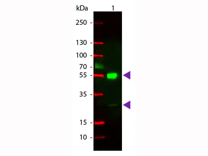 WB analysis of mouse IgG using GTX26786 Goat Anti-Mouse IgG antibody (Rhodamine). Loading : 50 ng Dilution : 1:1000