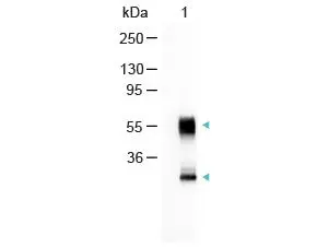 Western Blot of GTX26790Sample: Mouse IgG Load: 100 ng per lane Secondary antibody: GTX26790 at 1:1000 for 60 min at RT Predicted/Observed size: 55 and 28 kDa.