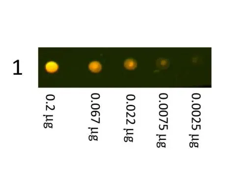 Dot Blot showing the detection of Rabbit IgG. A three-fold serial dilution of Rabbit IgG starting at 200ng was spotted onto 0.45 m nitrocellulose. After blocking ,GTX26800 was used at 1:1000.