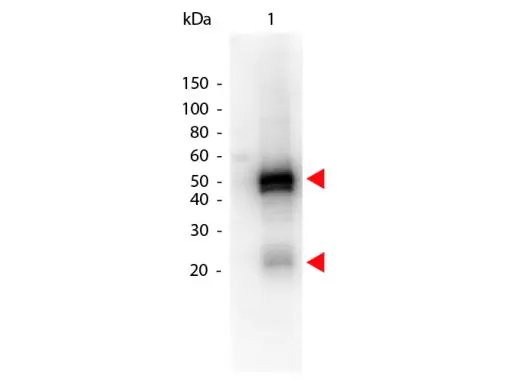Western Blot of GTX26802 Sample: Rabbit IgG. Load: 50 ng per lane. Primary antibody: none. Secondary antibody: Peroxidase donkey secondary antibody at 1:1,000 for 60 min at RT. Predicted/Observed size: 55 kDa,28 kDa for Rabbit IgG.
