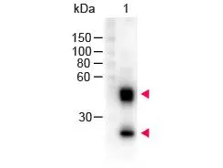 Western Blot of GTX26808 Sample: Mouse IgG. Load: 100 ng per lane. Primary antibody: none. Secondary antibody: GTX26808 at 1:1,000 for 60 min at RT. Predicted/Observed size: 55 and 28 kDa for Mouse IgG.