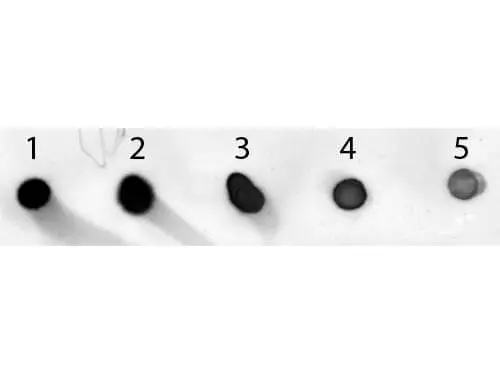 Dot blot analysis of mouse IgG using GTX26809 Sheep Anti-Mouse IgG antibody (AP). Lane 1 : 200 ng Lane 2 : 66.67 ng Lane 3 : 22.22 ng Lane 4 : 7.41 ng Lane 5 : 2.47 ng Dilution : 1:1000 Dot blot analysis of mouse IgG using GTX26809 Sheep Anti-Mouse IgG antibody (AP). Lane 1 : 200 ng Lane 2 : 66.67 ng Lane 3 : 22.22 ng Lane 4 : 7.41 ng Lane 5 : 2.47 ng Dilution : 1:1000