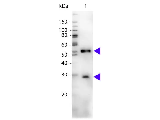 WB analysis of mouse IgG using GTX26814 Chicken Anti-Mouse IgG antibody (HRP). Loading : 50 ng Dilution : 1:1000 WB analysis of mouse IgG using GTX26814 Chicken Anti-Mouse IgG antibody (HRP). Loading : 50 ng Dilution : 1:1000