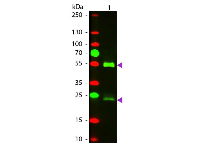 WB analysis of mouse IgG using GTX26818 Donkey Anti-Mouse IgG antibody (TxRd). Loading : 50 ng Dilution : 1:1000 WB analysis of mouse IgG using GTX26818 Donkey Anti-Mouse IgG antibody (TxRd). Loading : 50 ng Dilution : 1:1000