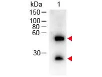 Western Blot of GTX26820 Sample: Mouse IgG. Load: 50 ng per lane. Primary Antibody: None. Secondary antibody: GTX26820 at 1:1,000 for 60 min at RT. Predicted/Observed size: 55 and 28 kDa for Mouse IgG.