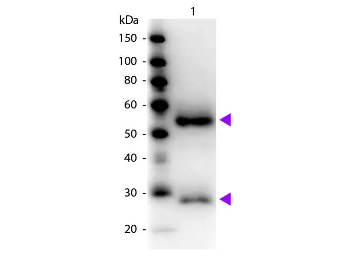 WB analysis of mouse IgG using GTX26823 Goat Anti-Mouse IgG antibody, Fab fragment (HRP). Loading : 50 ng Dilution : 1:1000 WB analysis of mouse IgG using GTX26823 Goat Anti-Mouse IgG antibody, Fab fragment (HRP). Loading : 50 ng Dilution : 1:1000