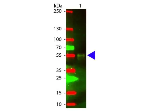 Western Blot of GTX26827 Sample: Rabbit IgG. Load: 50 ng per lane. Secondary antibody: GTX26827 at 1:1,000 for 60 min at RT.Predicted/Observed size: 55 and 28 kDa for Rabbit IgG.