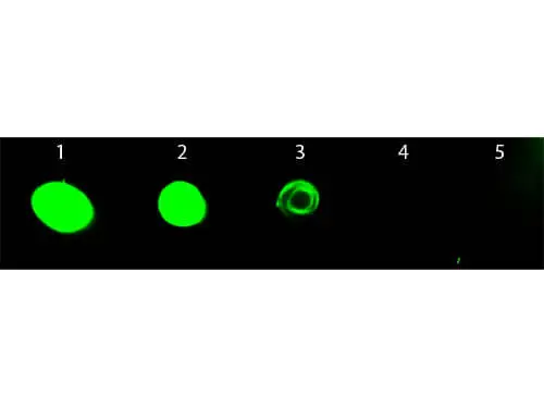 Dot blot analysis of rat IgG using GTX26832 Chicken Anti-Rat IgG antibody (FITC). Lane 1 : 50 ng Lane 2 : 16.67 ng Lane 3 : 5.56 ng Lane 4 : 1.85 ng Lane 5 : 0.62 ng Dilution : 1:1000 Dot blot analysis of rat IgG using GTX26832 Chicken Anti-Rat IgG antibody (FITC). Lane 1 : 50 ng Lane 2 : 16.67 ng Lane 3 : 5.56 ng Lane 4 : 1.85 ng Lane 5 : 0.62 ng Dilution : 1:1000