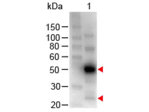 WB analysis of human IgG using GTX26864 Chicken Anti-Human IgG antibody (HRP).<br>Loading : 100 ng<br>Dilution : 1:1000