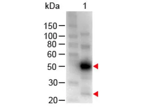 Western Blot of GTX26864 Sample: Human IgG. Load: 100 ng per lane. Secondary antibody: GTX26864 at 1:1,000 for 60 min at RT.Predicted/Observed size: 55 and 28 kDa.