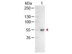Western Blot of GTX26865Sample: Human IgG Load: 100 ng per lane Secondary antibody: GTX26865 at 1:1,000 for 60 min at RT.Predicted/Observed size: 55 and 28 kDa.