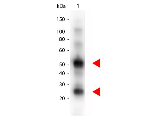 Western Blot of GTX26880.