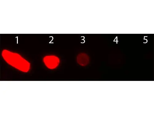 Dot blot analysis of goat IgG using GTX26883 Donkey Anti-Goat IgG antibody (TxRd). Lane 1 : 200 ng Lane 2 : 66.7 ng Lane 3 : 22.2 ng Lane 4 : 7.41 ng Lane 5 : 2.47 ng Dilution : 1:1000 Dot blot analysis of goat IgG using GTX26883 Donkey Anti-Goat IgG antibody (TxRd). Lane 1 : 200 ng Lane 2 : 66.7 ng Lane 3 : 22.2 ng Lane 4 : 7.41 ng Lane 5 : 2.47 ng Dilution : 1:1000