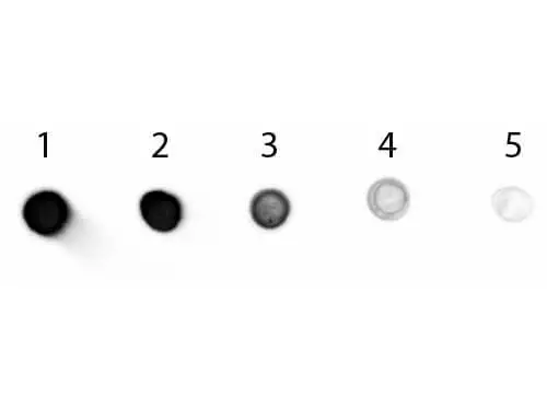 Dot blot analysis of goat IgG using GTX26886 Donkey Anti-Goat IgG antibody (AP). Lane 1 : 200 ng Lane 2 : 66.7 ng Lane 3 : 22.2 ng Lane 4 : 7.41 ng Lane 5 : 2.47 ng Dilution : 1:1000 Dot blot analysis of goat IgG using GTX26886 Donkey Anti-Goat IgG antibody (AP). Lane 1 : 200 ng Lane 2 : 66.7 ng Lane 3 : 22.2 ng Lane 4 : 7.41 ng Lane 5 : 2.47 ng Dilution : 1:1000