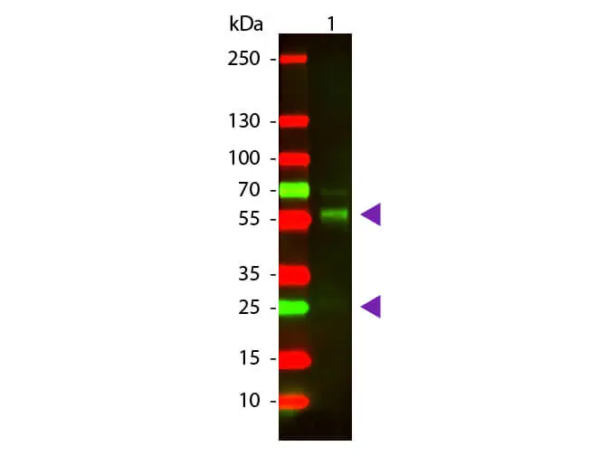 WB analysis of bovine IgG using GTX26932 Goat Anti-Bovine IgG antibody (TxRd). Loading : 100 ng Dilution : 1:1000 WB analysis of bovine IgG using GTX26932 Goat Anti-Bovine IgG antibody (TxRd). Loading : 100 ng Dilution : 1:1000