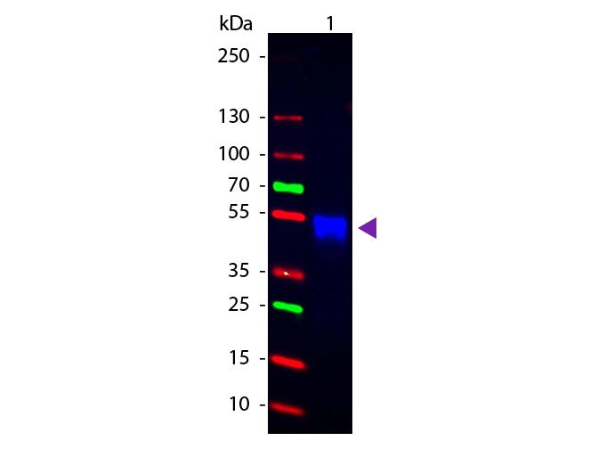 GTX26940 Rabbit IgG antibody,pre-adsorbed (Cy2) detects rabbit IgG by Western Blot analysis.  1. 50 ng rabbit IgG GTX26940 Rabbit IgG antibody,pre-adsorbed (Cy2) dilution: 1:1000