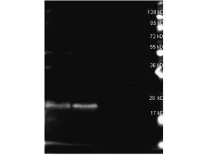 Western Blot of Rabbit anti-B-Phycoerythrin antibody (GTX27011). Lane 1: B-Phycoerythrin reduced. Lane 2: B-Phycoerythrin reduced. Load: 1ug per lane.