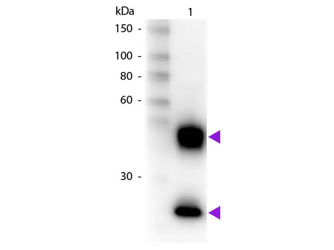 WB analysis of mouse IgG using GTX27060 Donkey Anti-Mouse IgG antibody, pre-adsorbed (Biotin). Loading : 50 ng Dilution : 1:1000 WB analysis of mouse IgG using GTX27060 Donkey Anti-Mouse IgG antibody, pre-adsorbed (Biotin). Loading : 50 ng Dilution : 1:1000