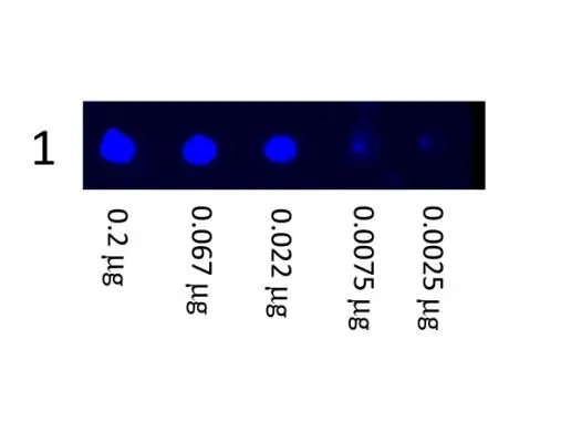Dot Blot showing the detection of Mouse IgG (GTX27064). A three-fold serial dilution of Mouse IgG starting at 200ng was spotted onto 0.45 um nitrocellulose. After blocking,GTX27064 was used at 1:1000.