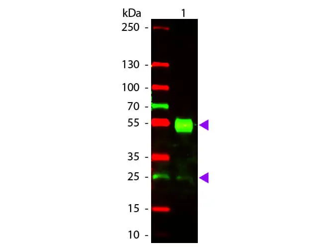 WB analysis of mouse IgG using GTX27066 Goat Anti-Mouse IgG antibody, pre-adsorbed (TxRd). Loading : 50 ng Dilution : 1:1000 WB analysis of mouse IgG using GTX27066 Goat Anti-Mouse IgG antibody, pre-adsorbed (TxRd). Loading : 50 ng Dilution : 1:1000