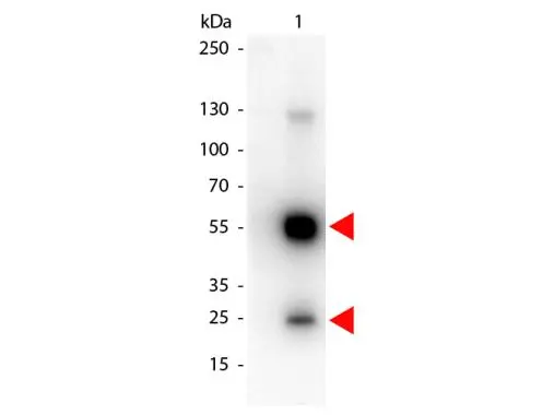 Western Blot of GTX27097 Sample: Rat IgG. Load: 50 ng per lane. Primary antibody: none. Secondary antibody: Peroxidase rat secondary antibody at 1:1,000 for 60 min at RT. Predicted/Observed size: 55 kDa,28 kDa for Rat IgG.