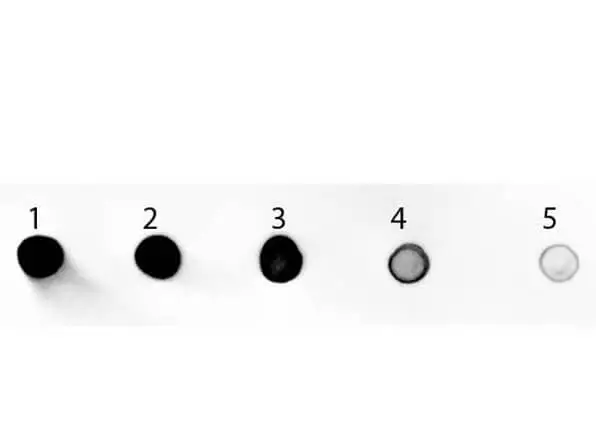Dot blot analysis of rat IgG using GTX27098 Goat Anti-Rat IgG antibody, pre-adsorbed (AP). Lane 1 : 100 ng Lane 2 : 33.3 ng Lane 3 : 11.1 ng Lane 4 : 3.7 ng Lane 5 : 1.23 ng Dilution : 1:1000 Dot blot analysis of rat IgG using GTX27098 Goat Anti-Rat IgG antibody, pre-adsorbed (AP). Lane 1 : 100 ng Lane 2 : 33.3 ng Lane 3 : 11.1 ng Lane 4 : 3.7 ng Lane 5 : 1.23 ng Dilution : 1:1000