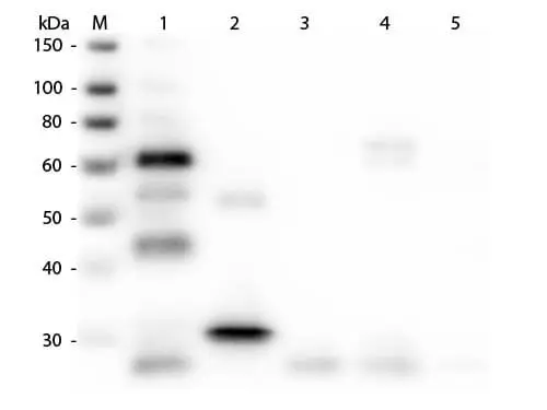 WB analysis of various samples using GTX27113 Goat Anti-Chicken IgY antibody, pre-adsorbed. Lane 1 : Chicken IgY Lane 2 : Chicken IgG Fc Lane 3 : Chicken IgG Fab Lane 4 : Chicken IgM Lane 5 : Chicken serum Loading : 50 ng Dilution : 1:3000 WB analysis of various samples using GTX27113 Goat Anti-Chicken IgY antibody, pre-adsorbed. Lane 1 : Chicken IgY Lane 2 : Chicken IgG Fc Lane 3 : Chicken IgG Fab Lane 4 : Chicken IgM Lane 5 : Chicken serum Loading : 50 ng Dilution : 1:3000