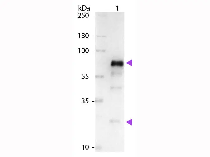 WB analysis of chicken IgY using GTX27119 Goat Anti-Chicken IgY antibody, pre-adsorbed (AP). Loading : 50 ng Dilution : 1:1000 WB analysis of chicken IgY using GTX27119 Goat Anti-Chicken IgY antibody, pre-adsorbed (AP). Loading : 50 ng Dilution : 1:1000