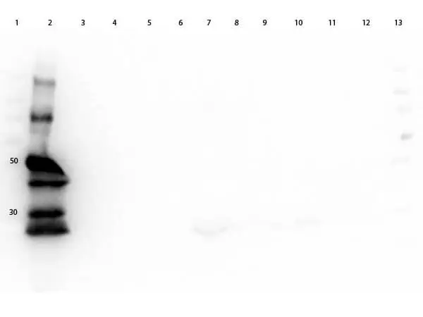 WB analysis of various samples using GTX27139 Goat Anti-Guinea Pig IgG antibody, pre-adsorbed (HRP). Lane 1 : Protein ladder Lane 2 : Guinea pig IgG Lane 3 : Bovine serum Lane 4 : Chicken serum Lane 5 : Goat serum Lane 6 : Hamster serum Lane 7 : Horse serum Lane 8 : Human serum Lane 9 : Mouse serum Lane 10 : Rabbit serum Lane 11 : Rat serum Lane 12 : Sheep serum Lane 13 : Protein ladder Loading : 50 ng Dilution : 1:40000 WB analysis of various samples using GTX27139 Goat Anti-Guinea Pig IgG antibody, pre-adsorbed (HRP). Lane 1 : Protein ladder Lane 2 : Guinea pig IgG Lane 3 : Bovine serum Lane 4 : Chicken serum Lane 5 : Goat serum Lane 6 : Hamster serum Lane 7 : Horse serum Lane 8 : Human serum Lane 9 : Mouse serum Lane 10 : Rabbit serum Lane 11 : Rat serum Lane 12 : Sheep serum Lane 13 : Protein ladder Loading : 50 ng Dilution : 1:40000