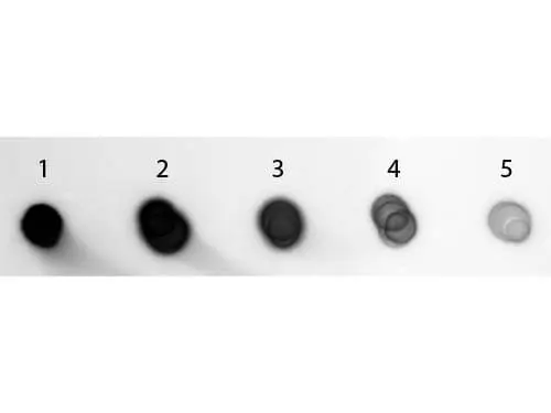 Dot blot analysis of guinea pig IgG using GTX27140 Goat Anti-Guinea Pig IgG antibody, pre-adsorbed (AP). Lane 1 : 200 ng Lane 2 : 66.67 ng Lane 3 : 22.22 ng Lane 4 : 7.41 ng Lane 5 : 2.47 ng Dilution : 1:1000 Dot blot analysis of guinea pig IgG using GTX27140 Goat Anti-Guinea Pig IgG antibody, pre-adsorbed (AP). Lane 1 : 200 ng Lane 2 : 66.67 ng Lane 3 : 22.22 ng Lane 4 : 7.41 ng Lane 5 : 2.47 ng Dilution : 1:1000