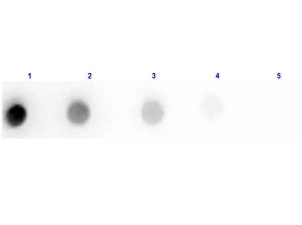 Dot blot analysis of rat IgG using GTX27172 Goat Anti-Rat IgG antibody, Fab fragment. Lane 1 : 100 ng Lane 2 : 33.33 ng Lane 3 : 11.11 ng Lane 4 : 3.7 ng Lane 5 : 1.23 ng Dilution : 1 microg/mL Dot blot analysis of rat IgG using GTX27172 Goat Anti-Rat IgG antibody, Fab fragment. Lane 1 : 100 ng Lane 2 : 33.33 ng Lane 3 : 11.11 ng Lane 4 : 3.7 ng Lane 5 : 1.23 ng Dilution : 1 microg/mL